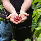 Árboles Caturra más de 30 años: Manzana roja, miel, caramelo