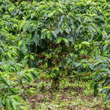 Árboles Caturra más de 30 años: Manzana roja, miel, caramelo