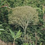 Finca La Viviana: Panela, miel, manzanilla.