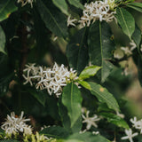 Finca La Viviana: Panela, miel, manzanilla.