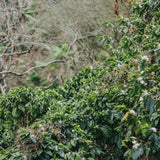 Finca La Viviana: Panela, miel, manzanilla.