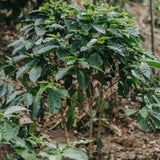 Finca La Viviana: Panela, miel, manzanilla.