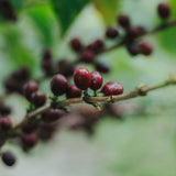 Finca La Viviana: Panela, miel, manzanilla.