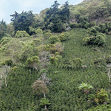 Selección/Blend La Sierrita: Miel, chocolate, caramelo