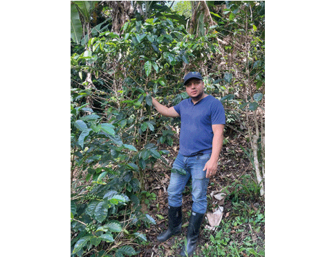 La Ilusión - Honey Process- Lote único 340gr